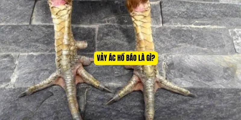 Vảy ác hổ báo là gì?